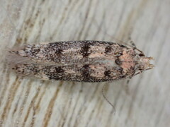Bryotropha domestica