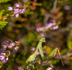 Mantis religiosa