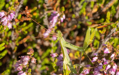 Mantis religiosa
