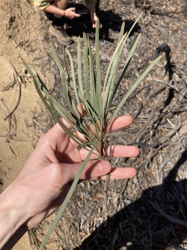 Image of Hakea francisiana by (c) Thomas Mesaglio, some rights reserved (CC BY)