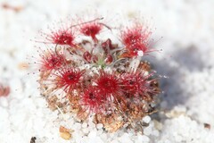 Drosera micrantha