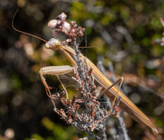 Mantis religiosa