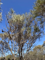 Hakea francisiana