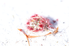 Drosera micrantha