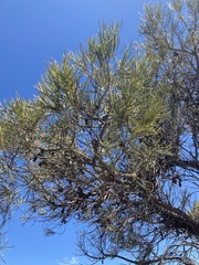 Hakea francisiana