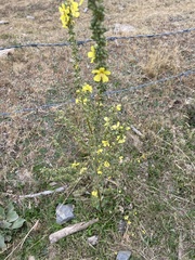 Verbascum
