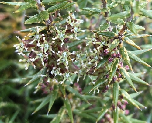 Acrotriche affinis DC.