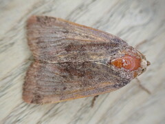 Noctua janthe