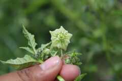 Jaltomata procumbens
