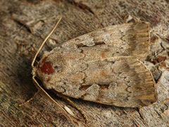 Coenophila subrosea