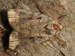 Coenophila subrosea