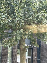 Platanus × hispanica