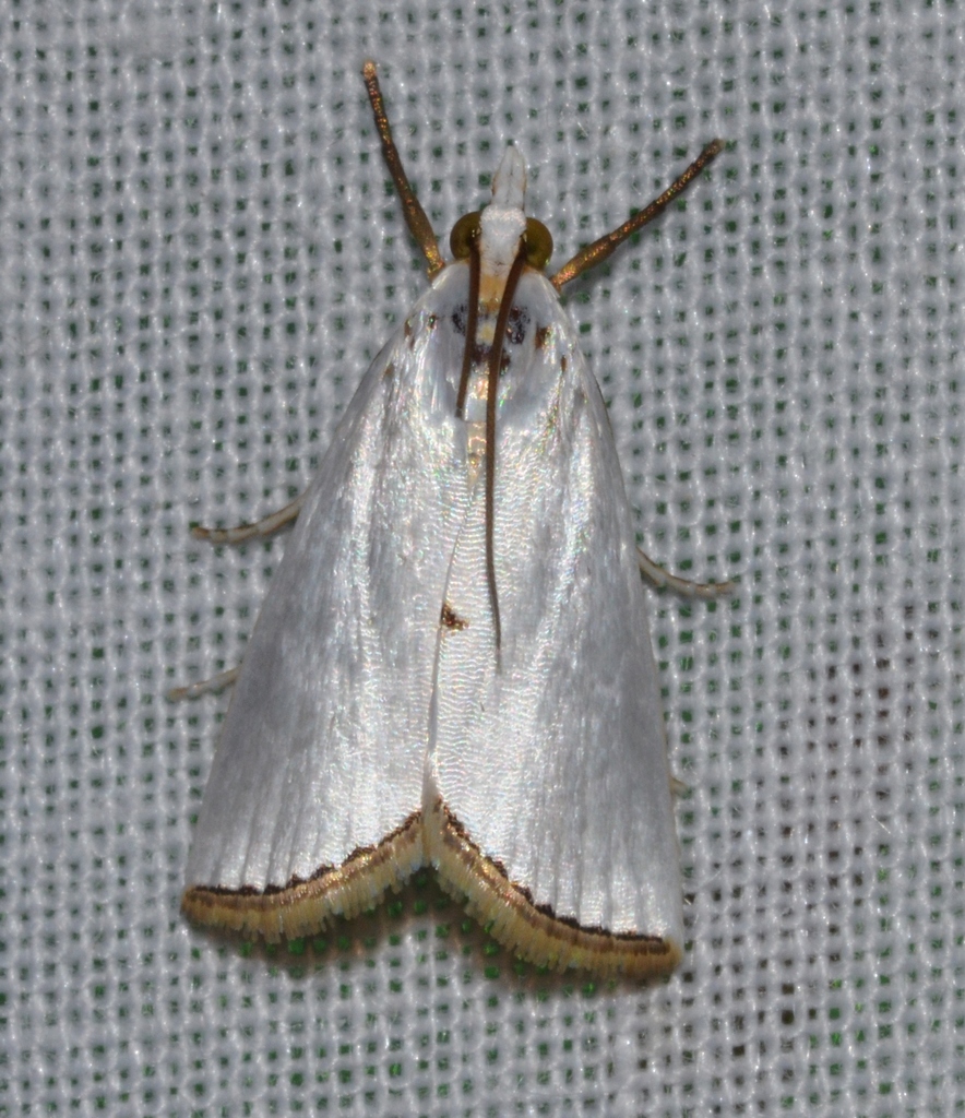 Snowy Urola Moth