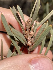 Hakea erecta