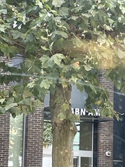 Platanus × hispanica
