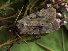 Coenophila subrosea