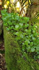 Peperomia urvilleana