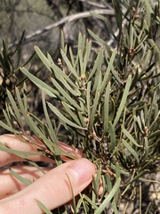 Hakea erecta