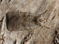 Coenophila subrosea