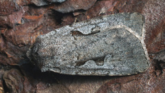 Coenophila subrosea