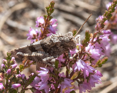 Oedipoda caerulescens