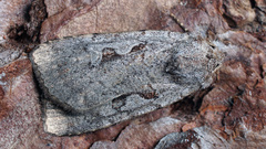 Coenophila subrosea