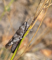 Oedipoda caerulescens