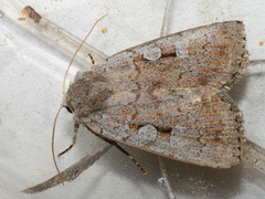 Coenophila subrosea