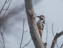 Dendrocopos leucotos