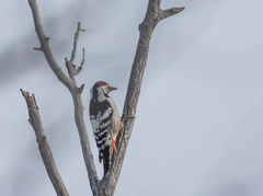 Dendrocopos leucotos