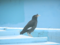 Acridotheres cristatellus