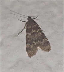 Pyraloidea