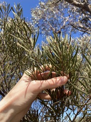 Hakea erecta