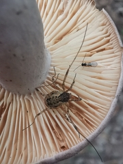 Oligolophus tridens