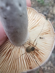 Oligolophus tridens