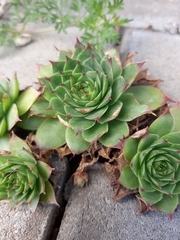 Sempervivum tectorum