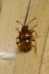 Pselaphinae