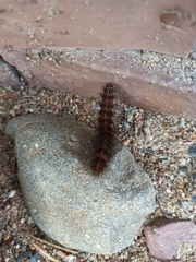 Spilosoma lubricipeda