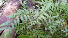 Arthropteris tenella