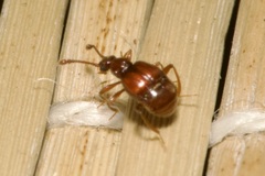Pselaphinae