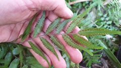 Arthropteris tenella