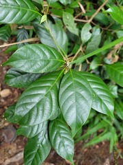 Lithocarpus taitoensis