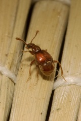 Pselaphinae