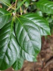 Lithocarpus taitoensis