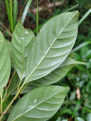 Lithocarpus taitoensis
