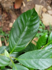 Lithocarpus taitoensis