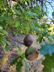 Andricus quercustozae