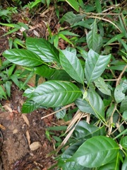 Lithocarpus taitoensis