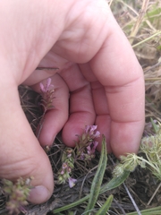 Odontites vulgaris