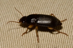 Harpalus rufipes